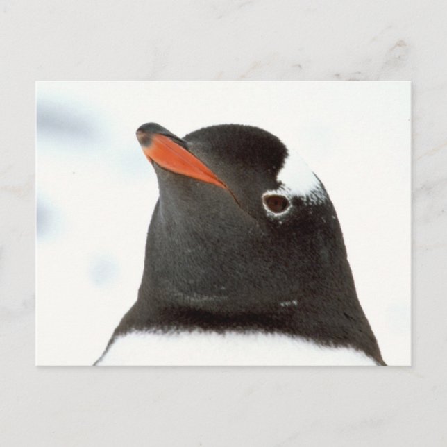 Penguin-tastic Postcard (Front)
