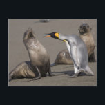 Penguin Telling | Antarctica, South Georgia Island Postcard<br><div class="desc">COPYRIGHT Paul Souders / DanitaDelimont.com | AN01 PSO0109.jpg | Antarctica,  South Georgia Island (UK),  King Penguins (Aptenodytes patagonicus) and Antarctic Fur Seals (Arctocephalus gazella) on beach near massive rookery along Saint Andrews Bay</div>