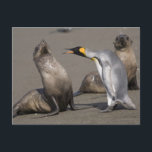 Penguin Telling | Antarctica, South Georgia Island Postcard<br><div class="desc">COPYRIGHT Paul Souders / DanitaDelimont.com | AN01 PSO0109.jpg | Antarctica,  South Georgia Island (UK),  King Penguins (Aptenodytes patagonicus) and Antarctic Fur Seals (Arctocephalus gazella) on beach near massive rookery along Saint Andrews Bay</div>