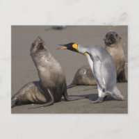 Penguin Telling | Antarctica, South Georgia Island