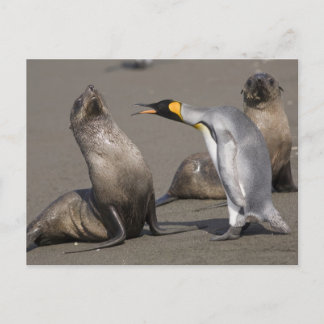 Penguin Telling | Antarctica, South Georgia Island Postcard