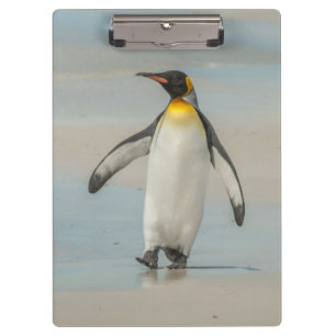 Penguin walking on the beach clipboard