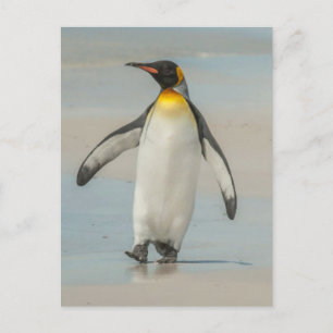 Penguin walking on the beach postcard