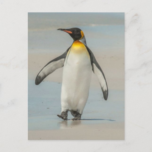 Penguin walking on the beach postcard (Front)