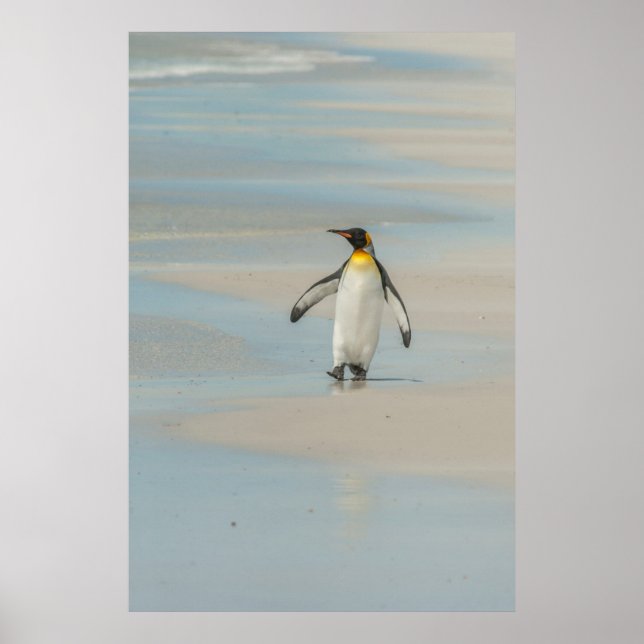 Penguin walking on the beach poster (Front)