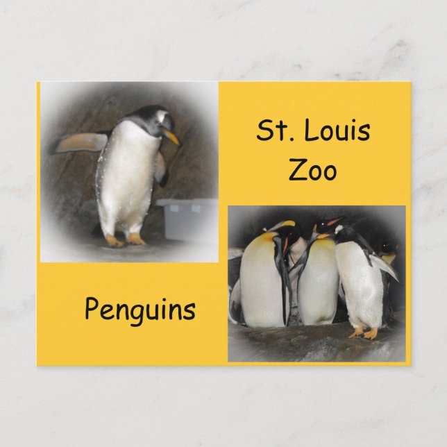 Penguins at the Zoo Postcard (Front)