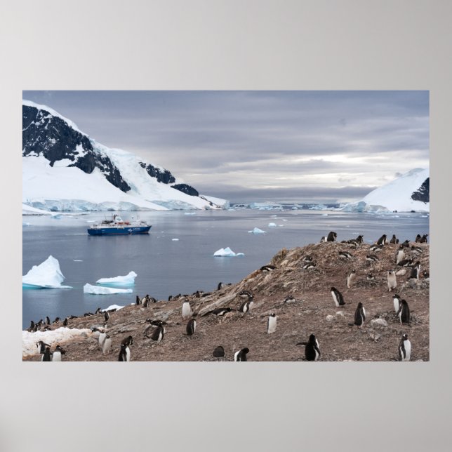 PENGUINS BESIDE SEA POSTER (Front)