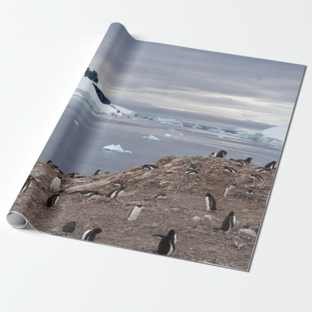 PENGUINS BESIDE SEA WRAPPING PAPER (Unrolled)