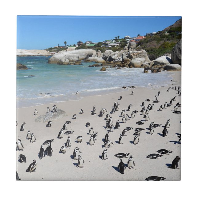 Penguins Boulders Beach | South Africa Ceramic Tile (Front)