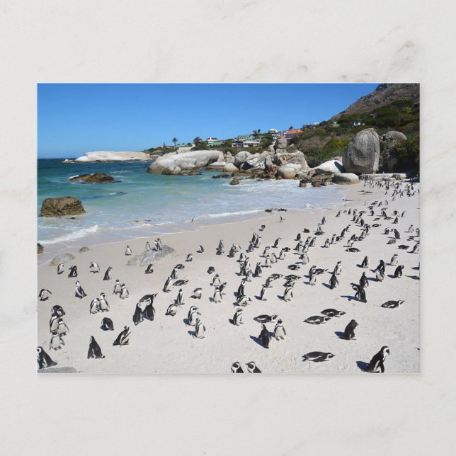 Penguins Boulders Beach | South Africa Postcard (Front)