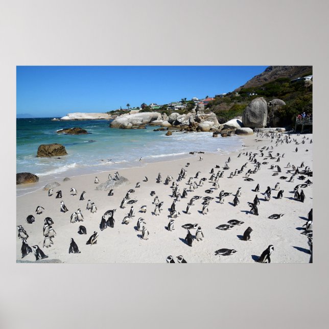 Penguins Boulders Beach | South Africa Poster (Front)