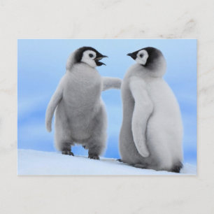 Penguins Chatting - Postcard