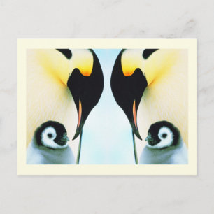 Penguins family bird postcard