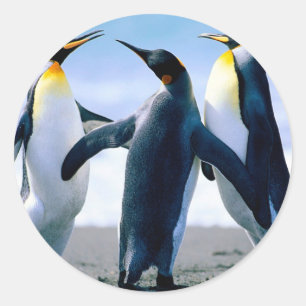 Penguins from Alaska Classic Round Sticker