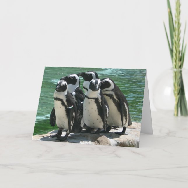 Penguins Greeting Card (Front)
