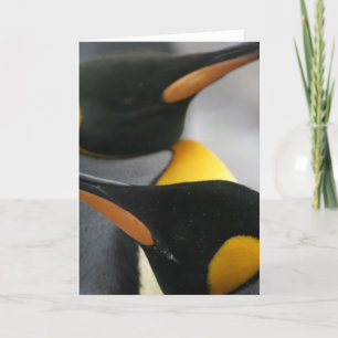 Penguins Greeting Card