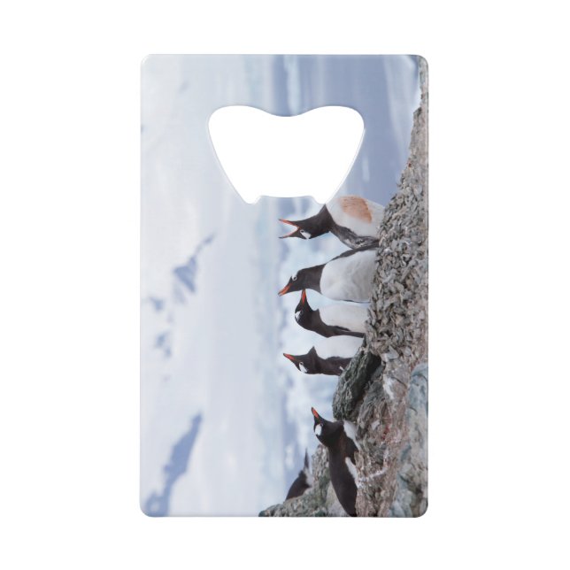 Penguins in Antarctica (Front)