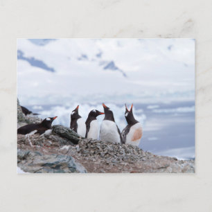 Penguins in Antarctica Postcard