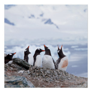Penguins in Antarctica Poster