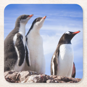 Penguins in Antarctica Square Paper Coaster
