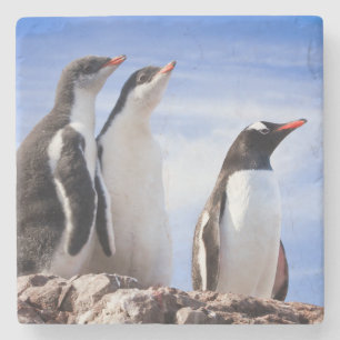 Penguins in Antarctica Stone Coaster