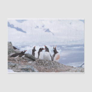 Penguins in Antarctica Tissue Paper