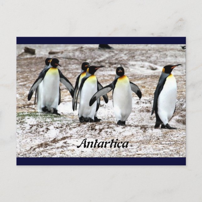 Penguins in frigid Antartic Postcard (Front)