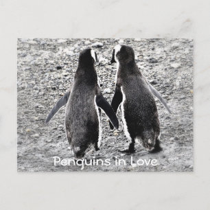 Penguins in Love Postcard