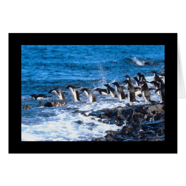 Penguins Leaping (Front Horizontal)