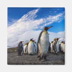 Penguins Marching Blue Sky Magnet