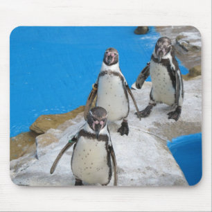 penguins mousepad