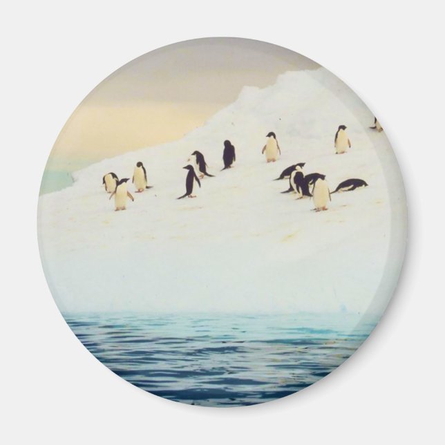 Penguins On Ice, round magnet (Front)