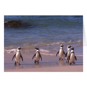 Penguins on the beach Card