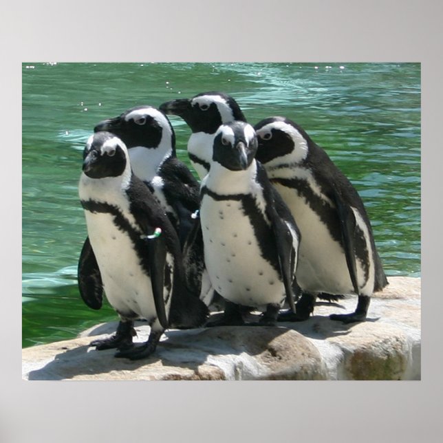 Penguins Photo Print (Front)