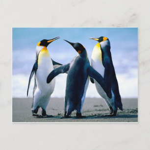 penguins postcard