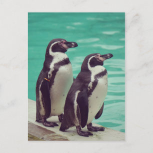 Penguins Postcard