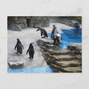 Penguins Postcard