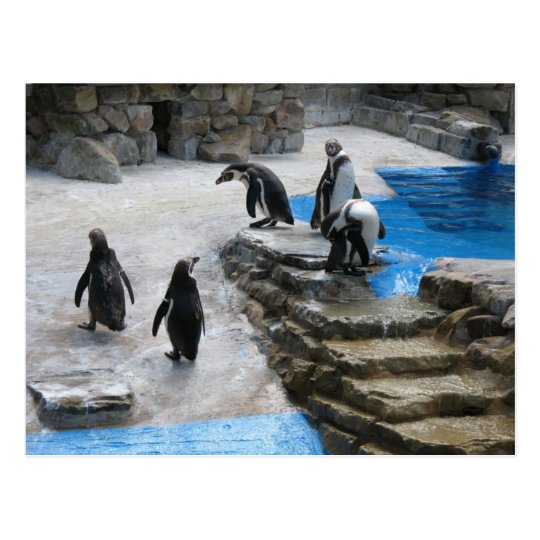 Penguins Postcard