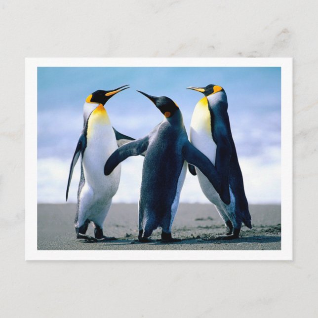 Penguins Postcard (Front)