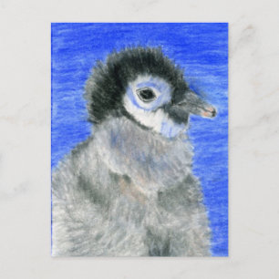 Penguins Postcard