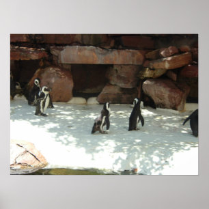 Penguins Poster