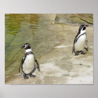 Penguins Poster