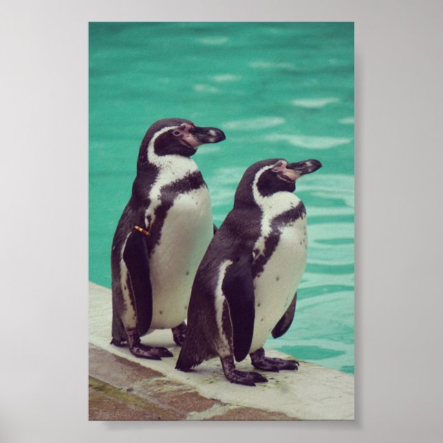 Penguins Poster (Front)