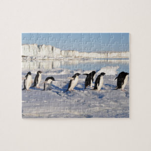 Penguins Puzzle