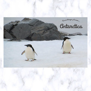 Penguins Sally Cove Horseshoe Island Antarctica  Postcard