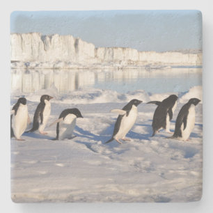 Penguins Stone Coaster