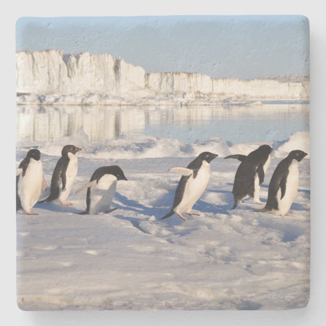Penguins Stone Coaster (Front)