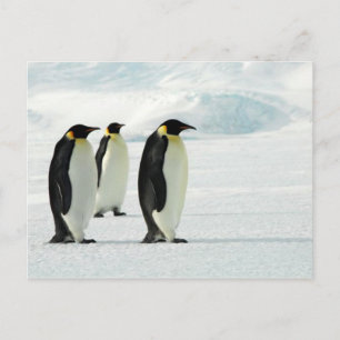 Penguins Three Postcard