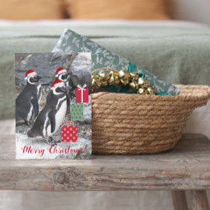 Penguins Wearing Santa Hats Funny Holiday Card