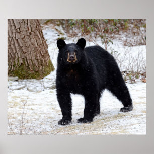 Pennsylvania Black Bear in Winter Poster
